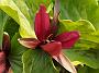 Trillium sessile Rubrum